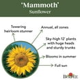 thumbnail image 4 of Burpee Organic Mammoth Sunflower Flower Seed, 1-Pack, 4 of 5