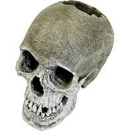 UPC: 0030157012076 | Blue Ribbon Human Skull Ornament – 7.5 l X 5 w X 6 h