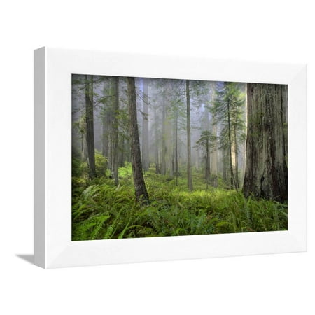 - Redwood Trees in Morning Fog with Sunrays Framed Print Wall Art By Terry Eggers