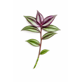 thumbnail image 3 of 5 Purple Variegated Wandering Jew Cuttings for Planting Indoor, 2-4 Inches Tall, Tradescantia Zebrina Plant - Easy to Grow Indoor Outdoor Plant, 3 of 4