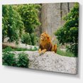thumbnail image 2 of Big Lion Lying On Stones in Zoo - Landscape Canvas Art Print, 2 of 4