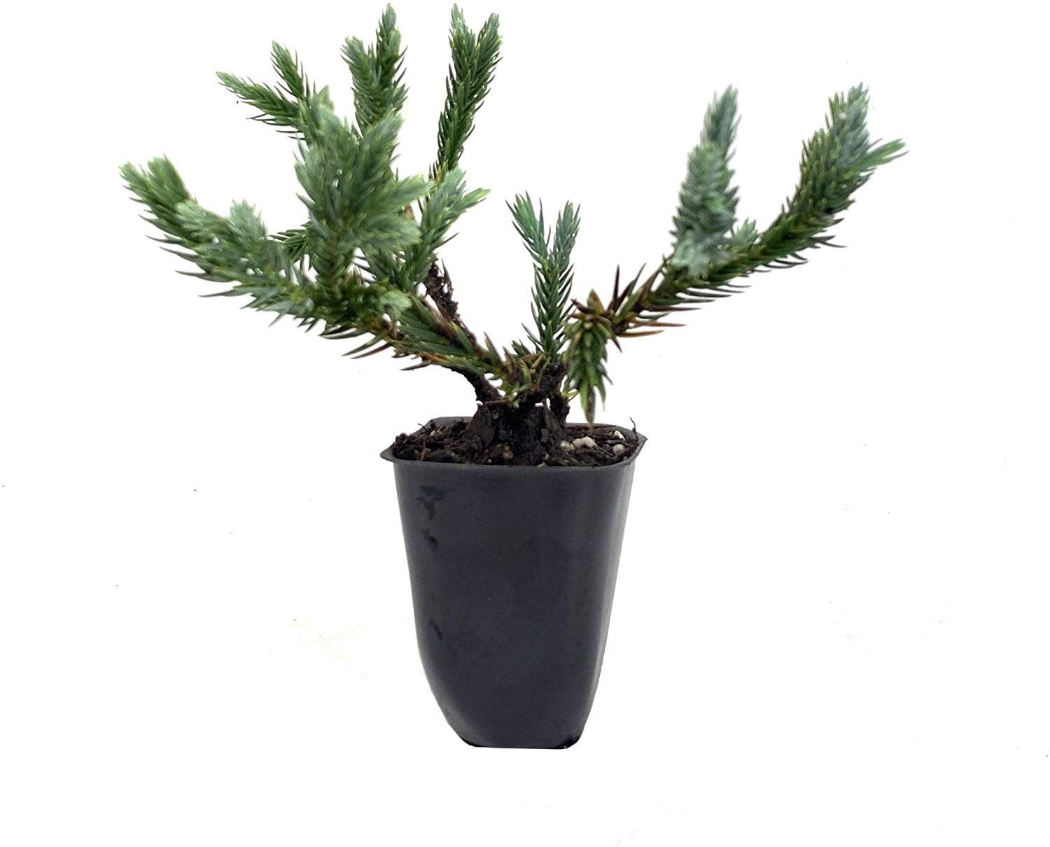 Blue Star Juniper - 10 Live Plants - Juniperus Squamata - Low Maintenance Evergreen Groundcover