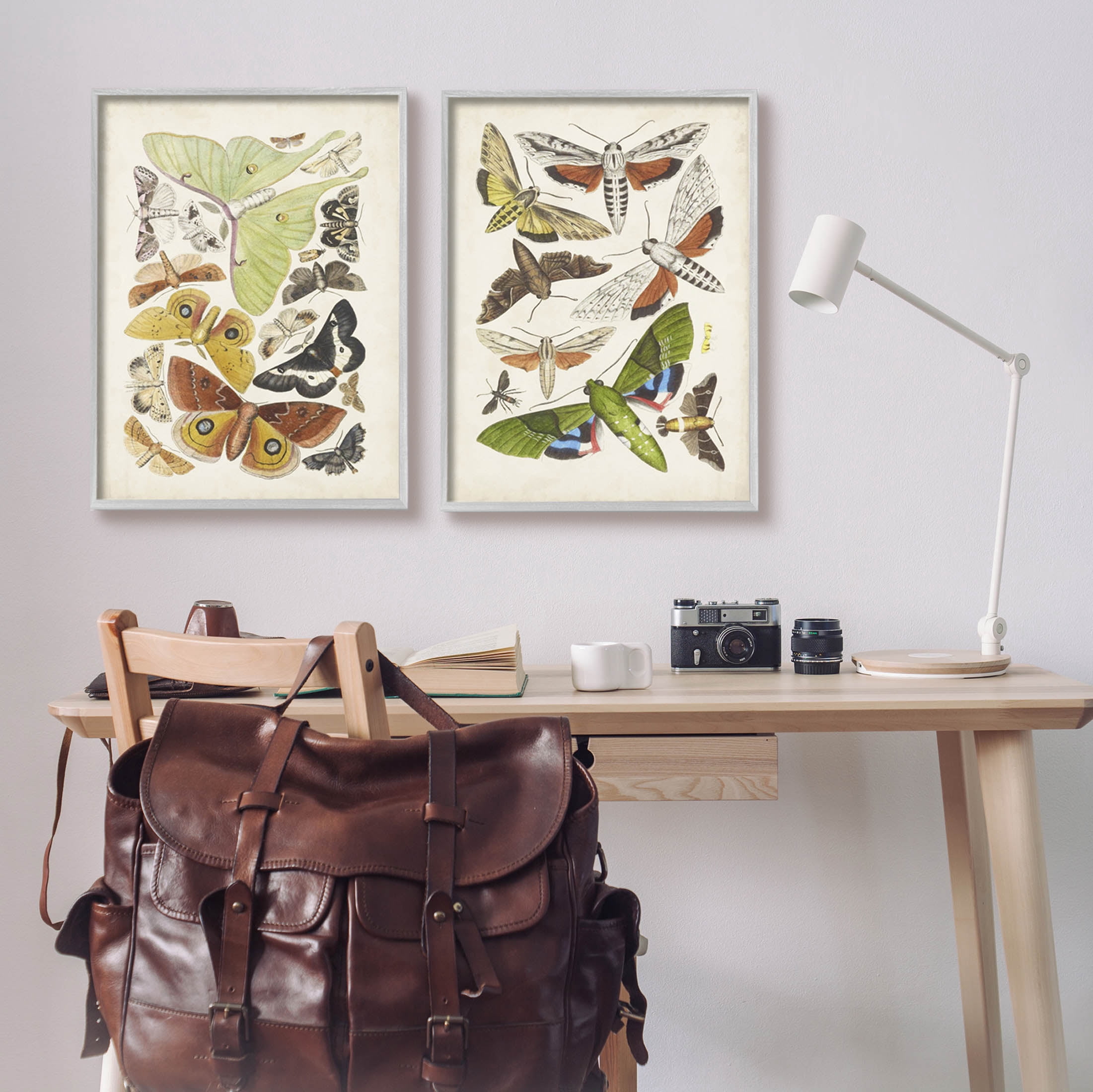 Stupell Industries Vintage Moths Latin Studies Graphic Art Gray Framed Art Print Wall Art, Set of 2, Design by World Art Group