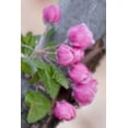 thumbnail image 2 of Bush, Marie 23x32 Black Ornate Wood Framed with Double Matting Museum Art Print Titled - Colorado, Lafayette Crab apple blossom montage, 2 of 4