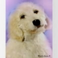 thumbnail image 2 of CafePress - Goldendoodle Water Bottle - Stainless Steel Water Bottle, Sports Bottle, 1.0L, 2 of 5
