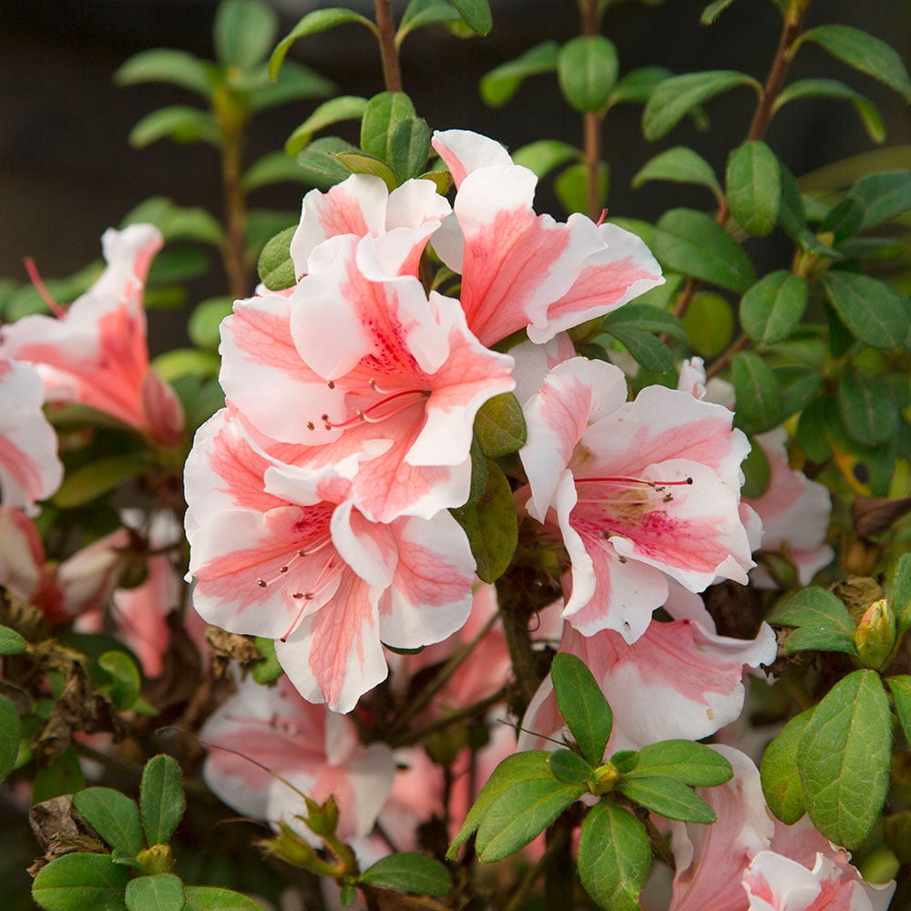 Encore Azalea Autumn Starburst Live Shrub in 3-Gallon Grower Pot