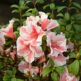 thumbnail image 4 of Encore Azalea Autumn Starburst (3 Gallon) Shrub with White and Pink - Full Sun Live Outdoor Plant, 4 of 7