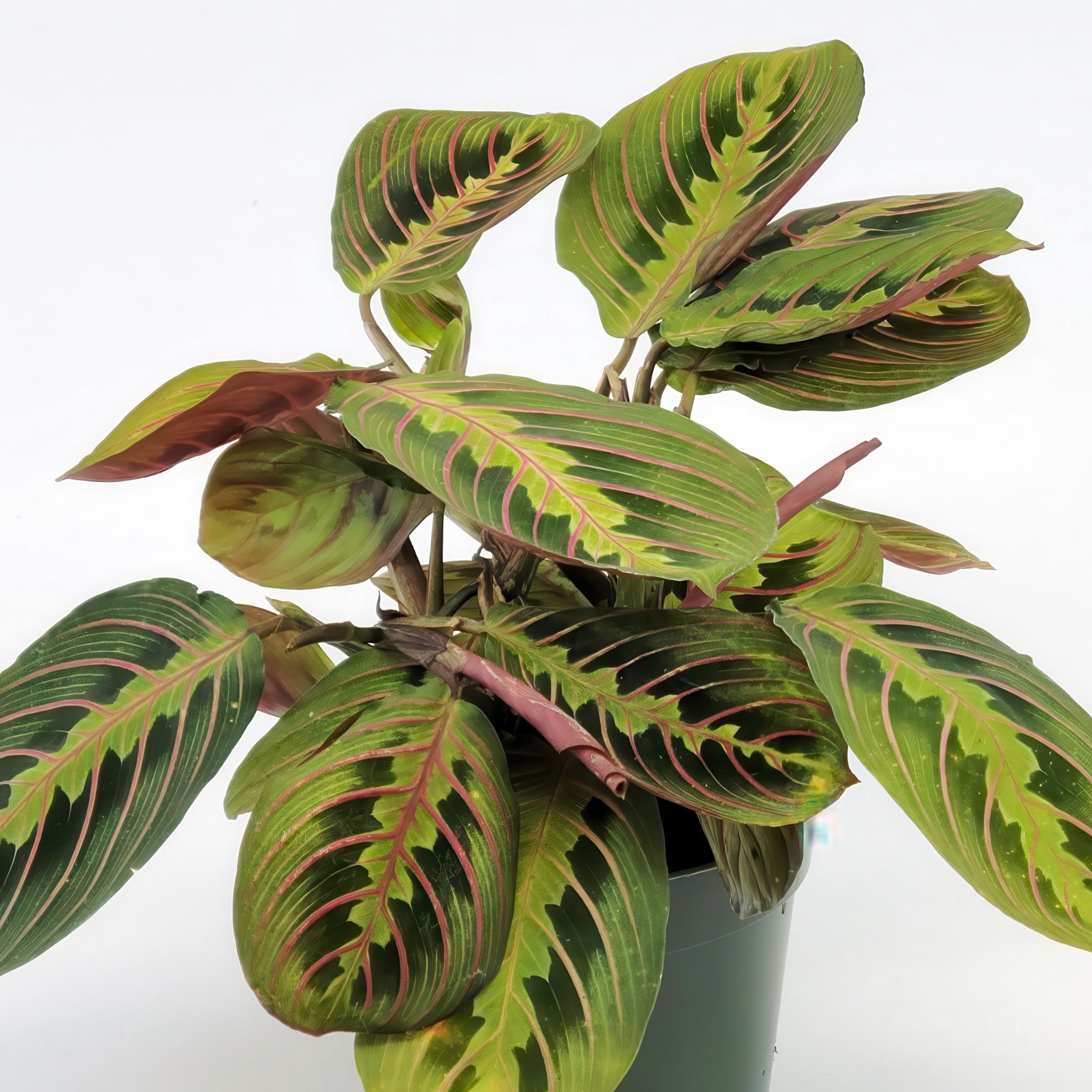 4 in. Maranta Red Plant in Grower Container (3-Pack)
