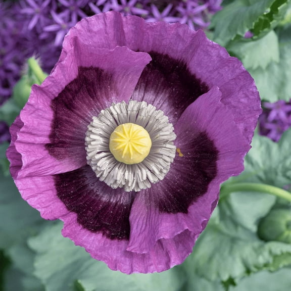 Poppy HUNGARIAN BREADSEED 1000 Seeds Papaver somniferum Mother Nature's Seeds Non-GMO Fresh Flower Seeds