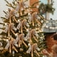 thumbnail image 1 of Hogar y cocina, Decoración del hogar, Decoración navideña, 10 en un juego de decoración navideña, cinta de alces, cinta de 18 x 24 cm, doble lazo hecho a mano, decoración para árbol de Navidad, colgan, 1 of 6