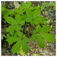 thumbnail image 1 of Everwilde Farms - 1 oz Ginseng Native Wildflower Seeds - Gold Vault Bulk Seed Packet, 1 of 3