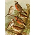 thumbnail image 3 of Gustav Mützel 18x24 Black Modern Framed Museum Art Print Titled - The North American Vogelwelt Pl02 (1891), 3 of 5