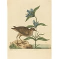 thumbnail image 2 of Mark Catesby 12x14 Black Ornate Wood Framed Double Matted Museum Art Print Titled: The Soree (Rallus Virginianus) (1731-1743), 2 of 5