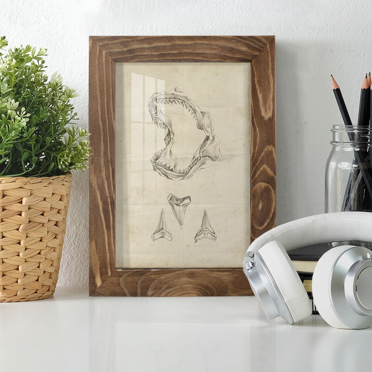 Shark Study II - Framed Print w/glass - Walnut