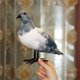 thumbnail image 3 of Musgo artificial Simulación Pluma Pájaro DIY Decoración de jardín Foto Prop Césped Figura Adorno Animal Pájaro Estatuas de jardín 01, 3 of 5