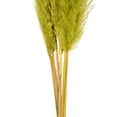 thumbnail image 4 of Vickerman 46" Dried Light Basil Green Pampas 6 pack. It includes two stems. Recommended for Indoor., 4 of 5