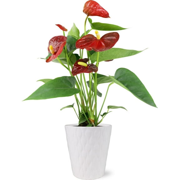 Just Add Ice 14-18" Tall Rustic Red Anthurium Live Plant in 5" Moss Topped White Ceramic Pot, House Plant