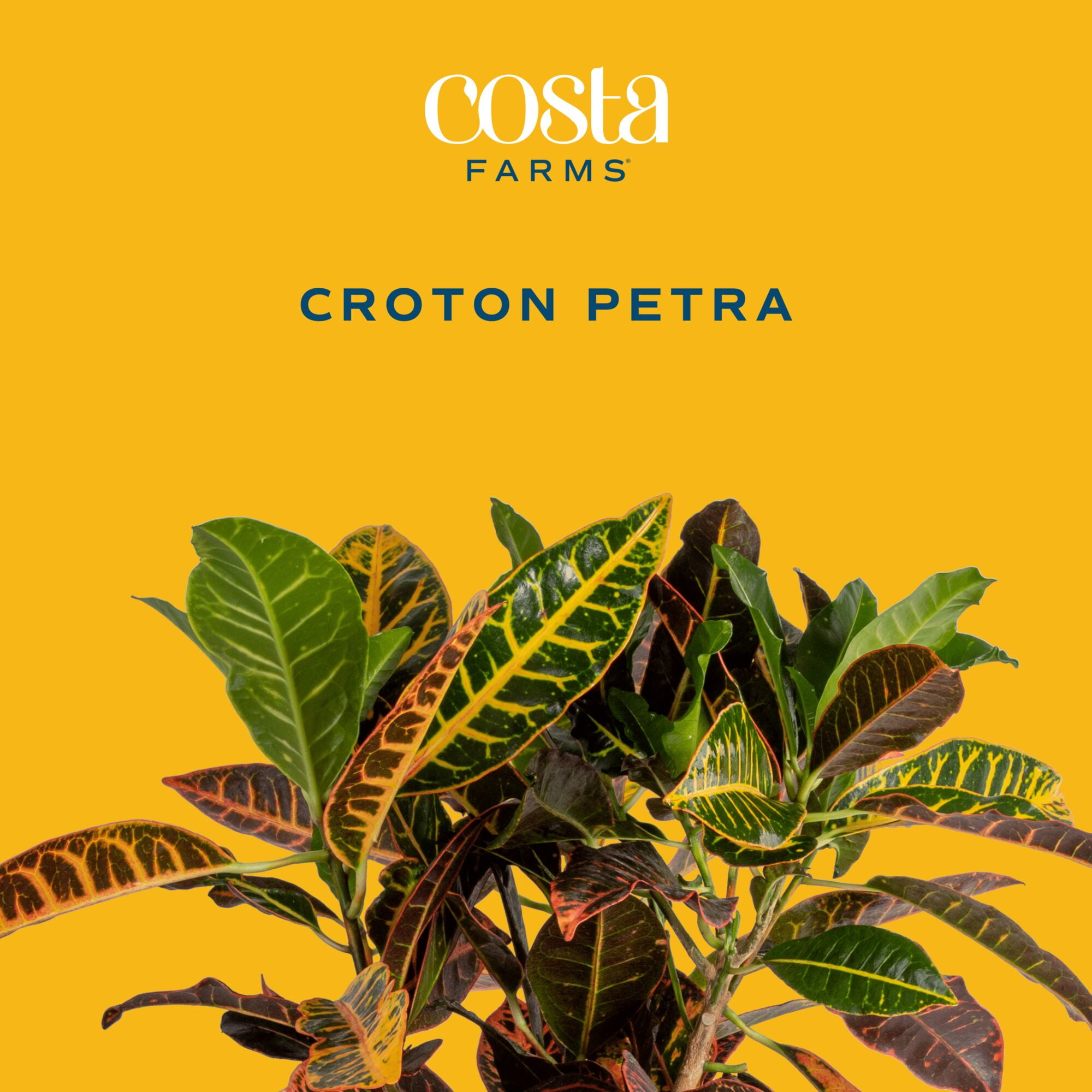 Costa Farms 14" Tall Croton Petra Live House Plants in 5" Grower Pot