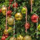 thumbnail image 5 of Bastones de caramelo navideños, muletas retorcidas de acrílico, colgante para árbol de Navidad, adornos para decoración del hogar, regalos al por mayor, 5 of 5