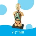 thumbnail image 6 of Learning Resources Human Body Anatomy Model, Classroom Supplies Ages 8, 6 of 7