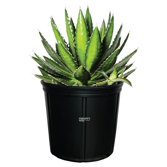 Nature's Way Farms Agave Quadricolor Live Plant (12-15 in. Tall) in Grower Pot