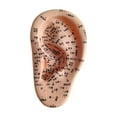 thumbnail image 2 of Xuanheng Human Ear Ear Teaching Model for Learning Demonstration Training Left, 2 of 8
