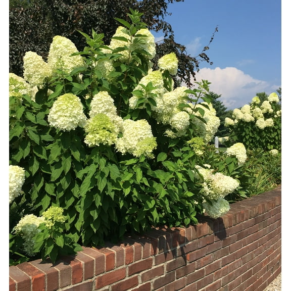 Annabelle Hydrangia Plant in a 4 inch pot