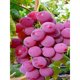 thumbnail image 1 of Pintura de diamante (DB6913) Pegatinas de pared de frutas cuadradas DIY Decoración para el hogar (A114) 40x50cm Hugtrwg Para estrenar, 1 of 1