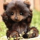 thumbnail image 2 of Purely Handmade Plush Baby Bears - Cute Bear Stuffed Animals, Lifelike Classic Teddy Bear, Premium Stuffed Animal-SDR hwy, 2 of 5