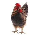 thumbnail image 3 of 2pcs Animal Hen Lifelike Chicken Statue with Feather Garden Yard Indoor Decoration Art, 3 of 6