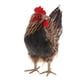 thumbnail image 2 of Modelo hecho 18x12x24 cm del juguete del pollo, material de la de PVC + Ture, 2 of 7
