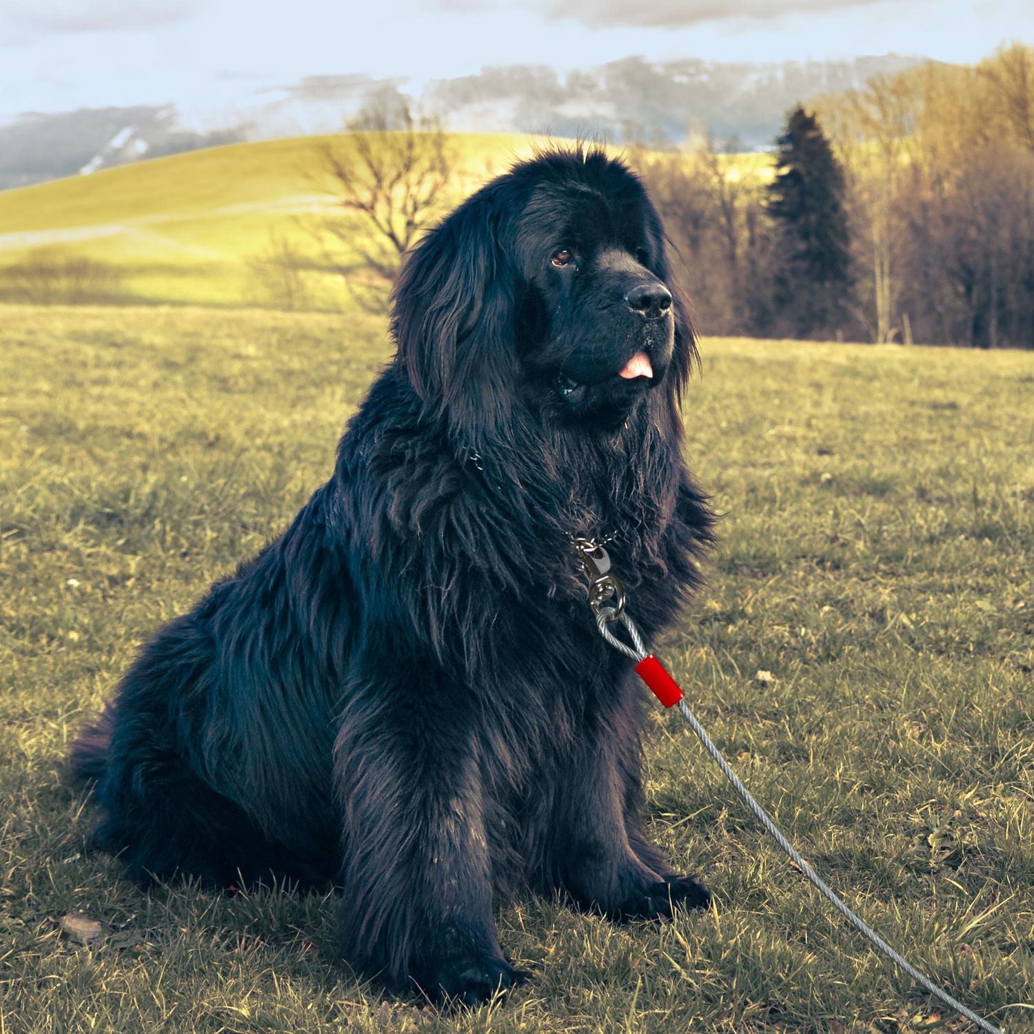 Vibrant Life 20 ft/6.1 m Super Dog Tie Out Cable, 20 ft/6.1 m <br>For dogs up to 250 lbs/113 kg