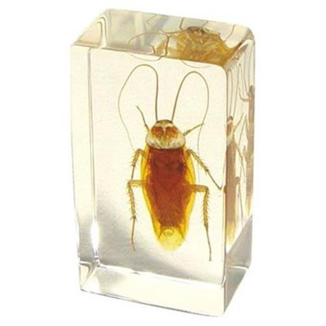Paperweight Medium Cockroach | Walmart Canada