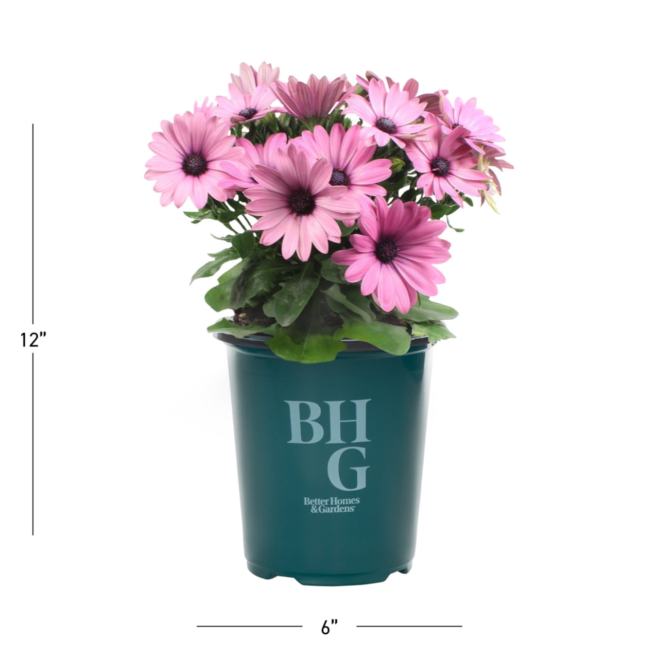 Better Homes & Gardens 1.5PT Pink Osteospermum Live Annual Plant Sun 5-Pack