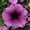 Red, variant on Petunia - Daddy Series Flower Garden Seed - 1000 Pelleted Seeds - Color Mix Blooms - Single Grandiflora Petunias - Annual Flowers