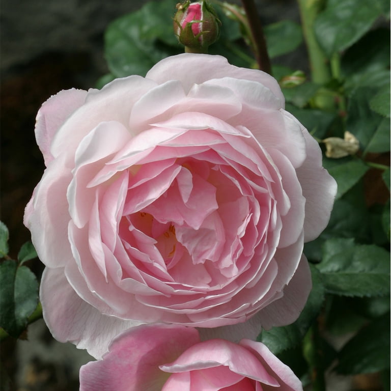 Heirloom Roses Rose Bush - Scepter'd Isle® David Austin , Live