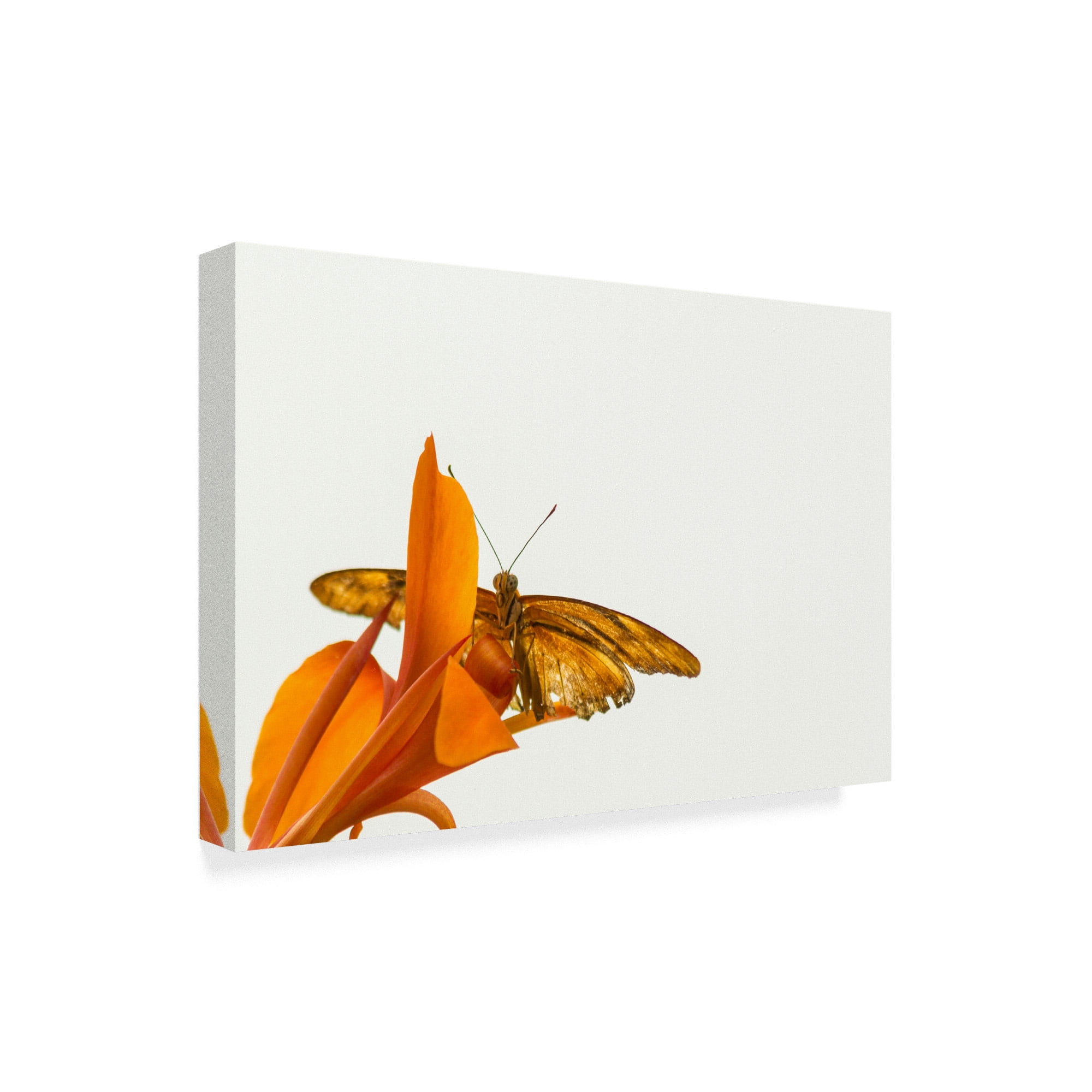 Trademark Fine Art 'A Kiss Of Orange' Canvas Art by Chris Moyer