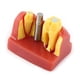thumbnail image 4 of Modelo dental Higoodz Resina Dental Demostración Educativa Diente Análisis de implantes 10.5 x 7 x 8 cm, 4 of 5