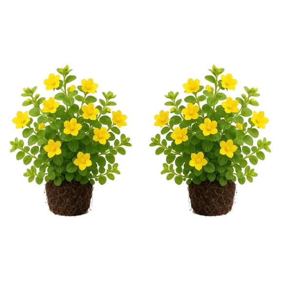 Golden Creeping Jenny Starter Plants - Set of 2, Bright Gold Foliage, USDA Zones 3-9, Partial Shade, Ships Bare Root, No Pot