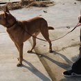 thumbnail image 3 of Correa de cuero para adiestramiento de perros, correa para perros u obediencia general en el patio trasero, 3 of 5