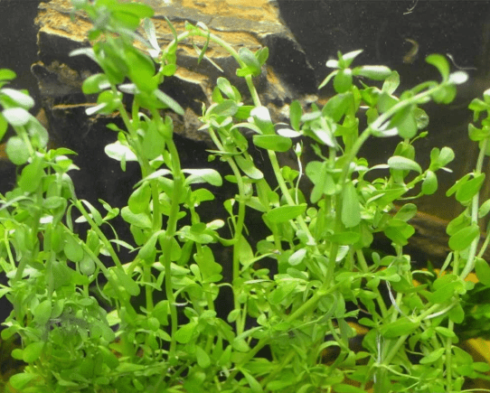 Bacopa Monnieri (Moneywort) Live Aquarium Plant – Easy Freshwater Aquatic Plant for Background