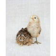 thumbnail image 2 of Soderman, Tania 26x32 White Modern Wood Framed Museum Art Print Titled - Chick And Baby Rabbit, 2 of 4