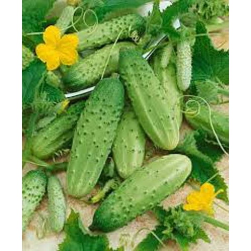 Cucumber Boston Pickling Great Heirloom Vegetable Bulk 3,000 Seeds