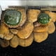 thumbnail image 2 of Resina artificial Rock Floating Island Reptile Play Plat Terrario Decoración, 2 of 7