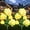 Yellow, variant on 10 LED 7-Color Changing Solar Rose Flower Lights Garden Decorations Outdoor Waterproof Decorative Stake Lights for Patio Pathway Yard Lawn Decor(2 PCS Blue)
