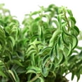 thumbnail image 2 of Curly Lipstick Plant, 4" Pot, Indoor Houseplant, Easy Care, Live Plant for Indoor & Outdoor, 2 of 6