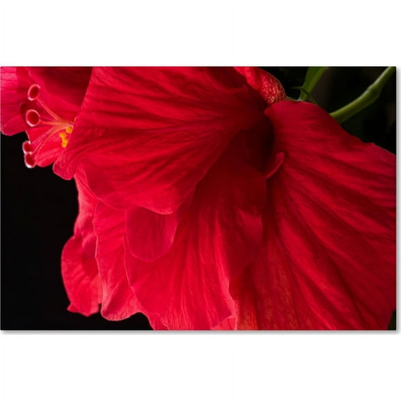Trademark Fine Art "Red Double Hibiscus" Canvas Art by Kurt Shaffer