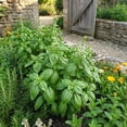 thumbnail image 2 of Sweet Basil Plant in 4 Inch Pot, Fragrant Basil Herb for Indoor Outdoor Planting, Fast Growing, Ready to Grow, 2 of 6