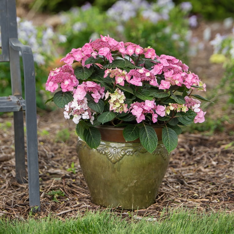 Endless Summer Pop Star Reblooming Hydrangea Live Shrub in 1