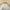 White, variant on Davulos 2 Pieces Twin Quilt Bedding Set Lightweight Soft Bedspread Coverlet Coin Pattern for All Seasons,Dark Green(1 Quilt, 1 Shams)